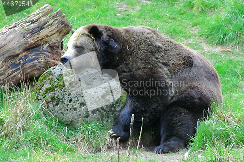 Image of Bear sleeping on a rock.