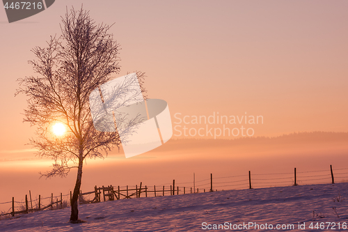 Image of winter landscape scenic  with lonely tree