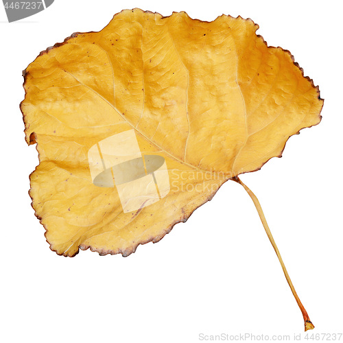 Image of Yellow dry leaf isolated on white background.