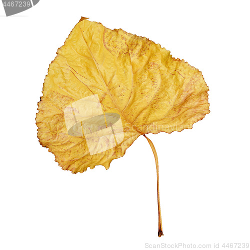 Image of Yellow dry leaf isolated on white background.