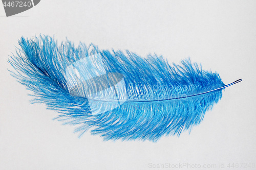 Image of Blue feather isolated on a white background.