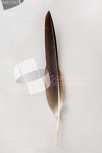 Image of Brown feather isolated on a white background.