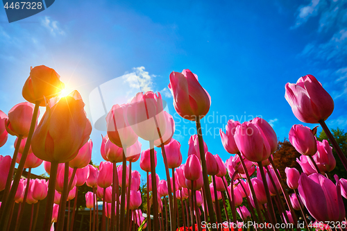 Image of Blooming tulips against blue sky low vantage point