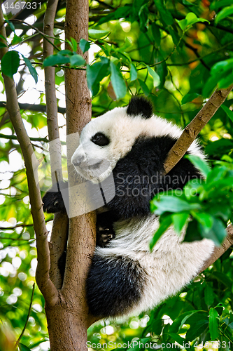 Image of Giant panda bear in China