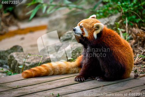 Image of Red panda (lesser panda)