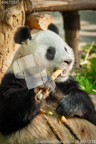 Image of Giant panda bear in China