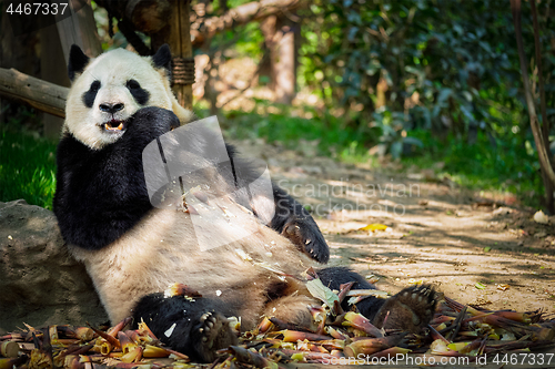 Image of Giant panda bear in China