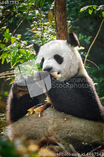Image of Giant panda bear in China