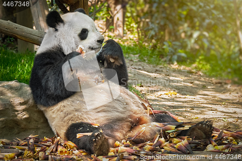 Image of Giant panda bear in China