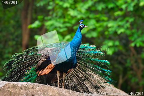 Image of Peacock in forest