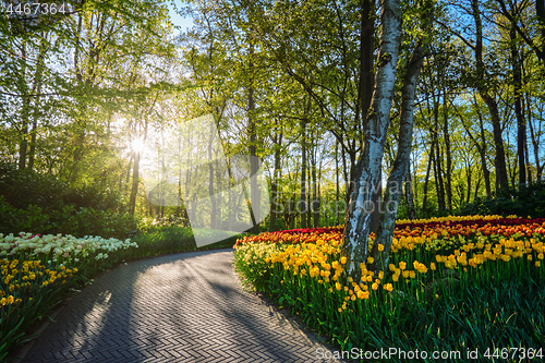 Image of Keukenhof flower garden. Lisse, the Netherlands.