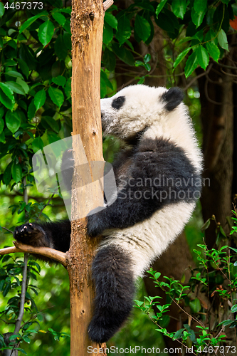 Image of Giant panda bear in China