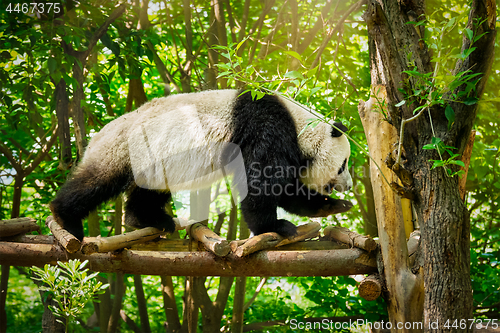 Image of Giant panda bear in China