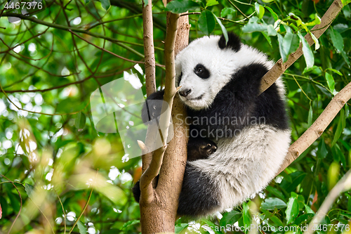 Image of Giant panda bear in China