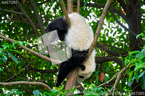 Image of Giant panda bear in China