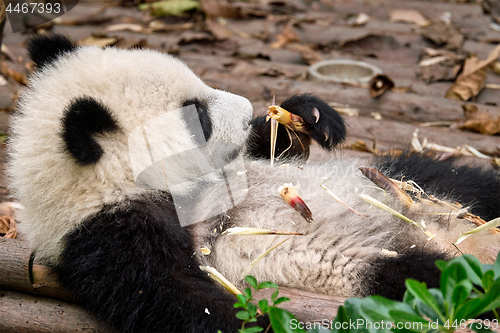 Image of Giant panda bear in China