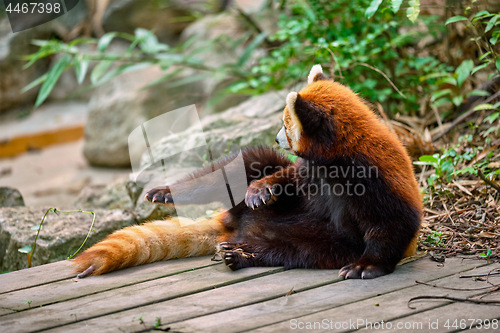 Image of Red panda (lesser panda)