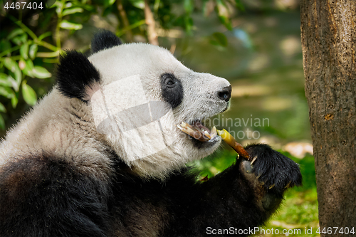 Image of Giant panda bear in China