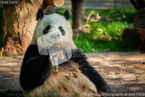 Image of Giant panda bear in China