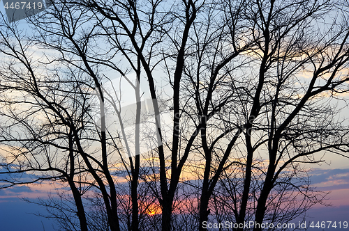 Image of Tree silhouette at sunset.