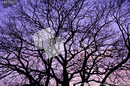 Image of Purple sunset.