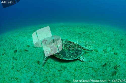 Image of sea turtle