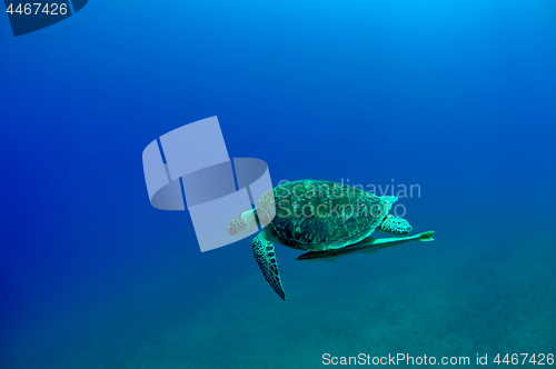 Image of gren turtle