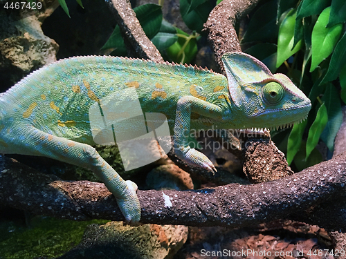 Image of Chameleon on branch