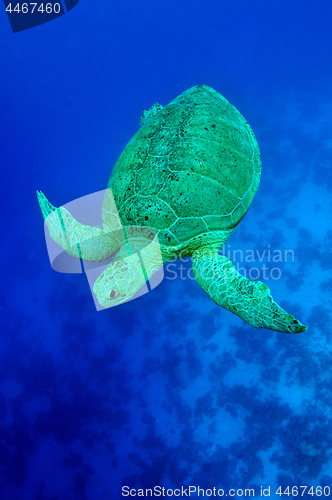 Image of sea green turtle
