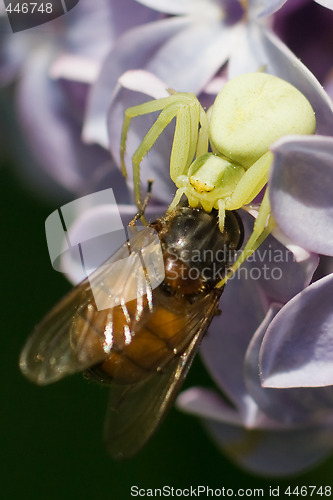 Image of Meal