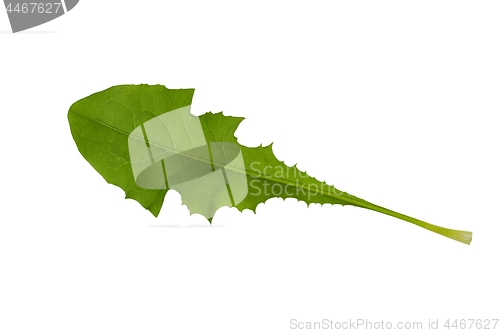 Image of Green dandelion leaf