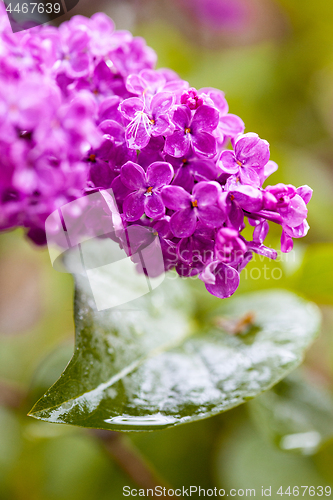 Image of blooming lilac, close-up