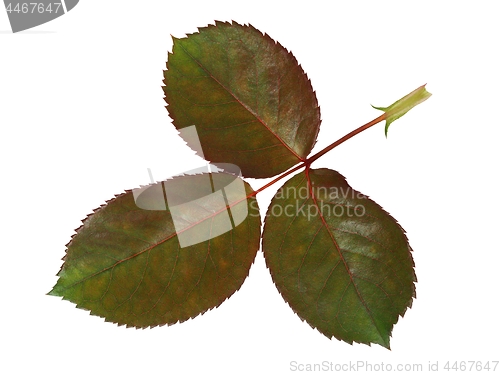 Image of Rose leaf on white