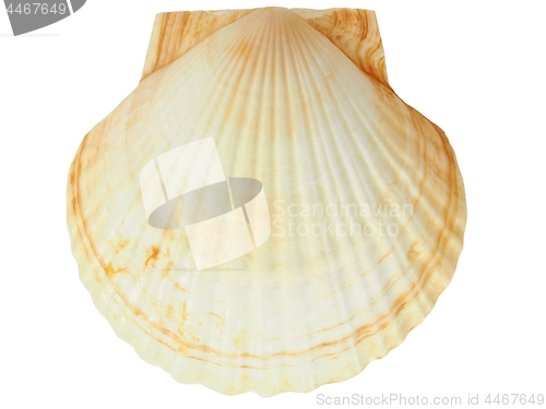 Image of Seashell on white