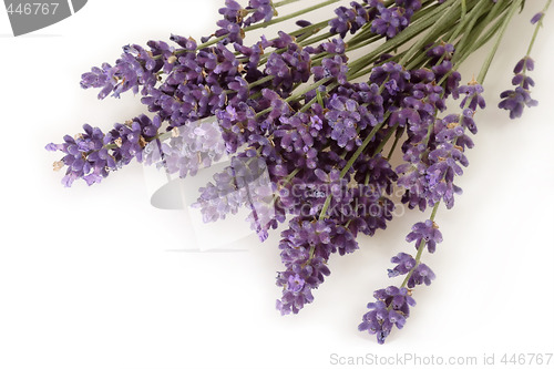 Image of Close-up of Lavender