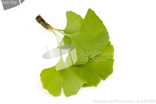 Image of Ginkgo Leaf