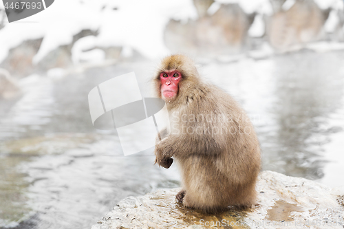 Image of japanese macaque or snow monkey in hot spring