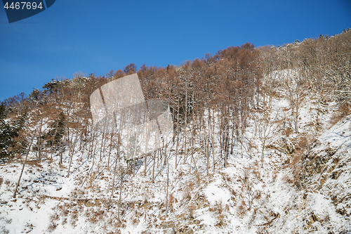 Image of winter forest in japan