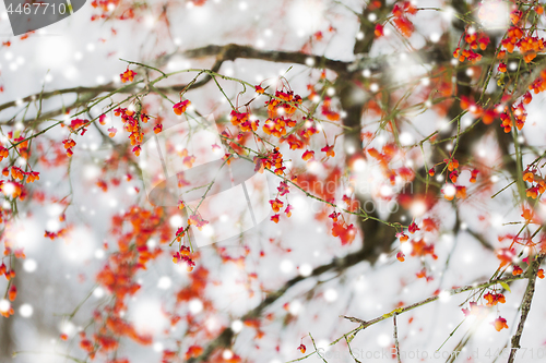 Image of spindle or euonymus branch with fruits in winter