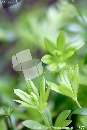 Image of Woodruff