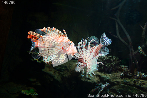 Image of Tropical Fish