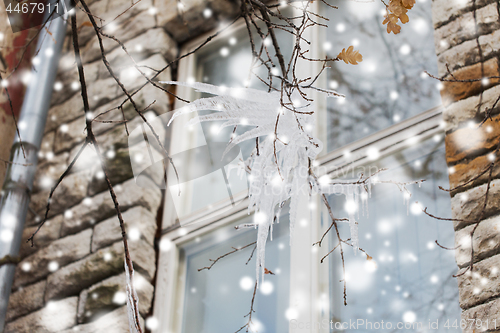 Image of icicles on tree branch over window