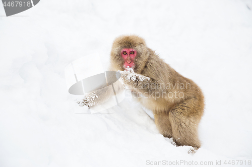 Image of japanese macaque or monkey searching food in snow