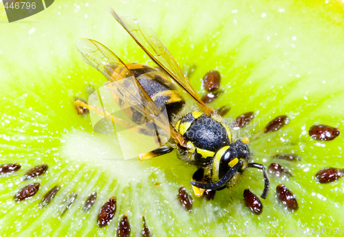 Image of Wasp on a Kiwifruit