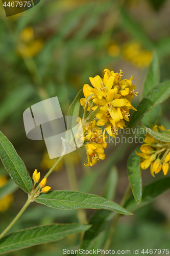 Image of Garden loosestrife