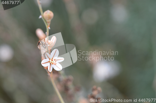 Image of Hollow-stemmed asphodel