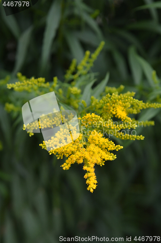 Image of Canadian goldenrod