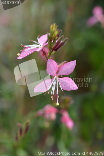 Image of Pink gaura