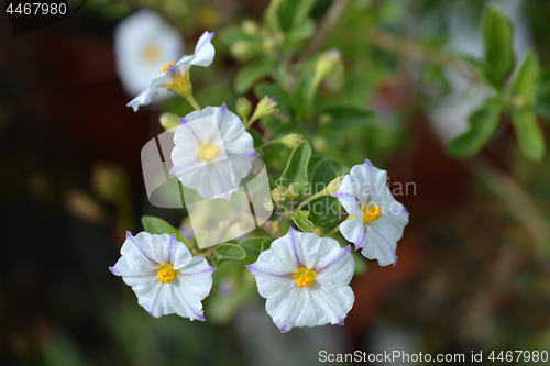 Image of White potato bush