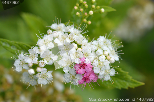 Image of Japanese spirea